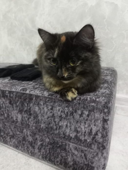 Отдам кошечку в хорошие руки