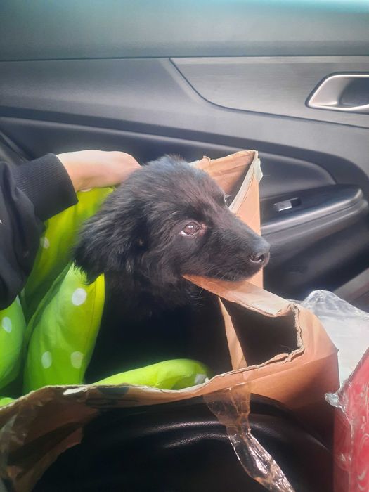 Щеночек девочка в добрые руки