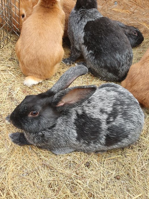 Породистые кролики