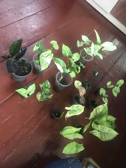 Сингониумы разные сортовые 2000