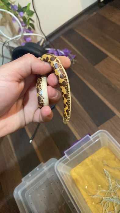 Кенийска пясъчна боа мъжка и женска !!!