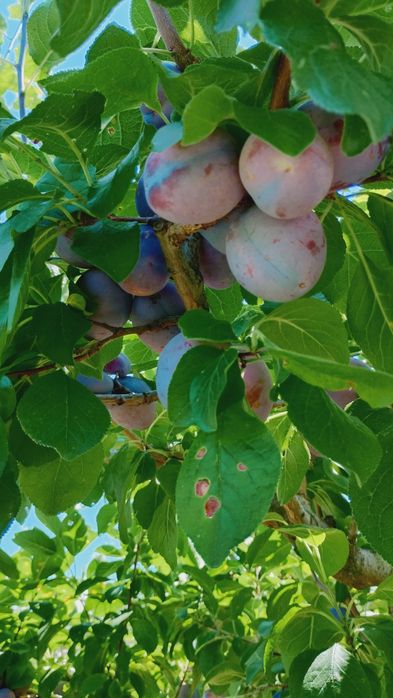 Prune de vânzare