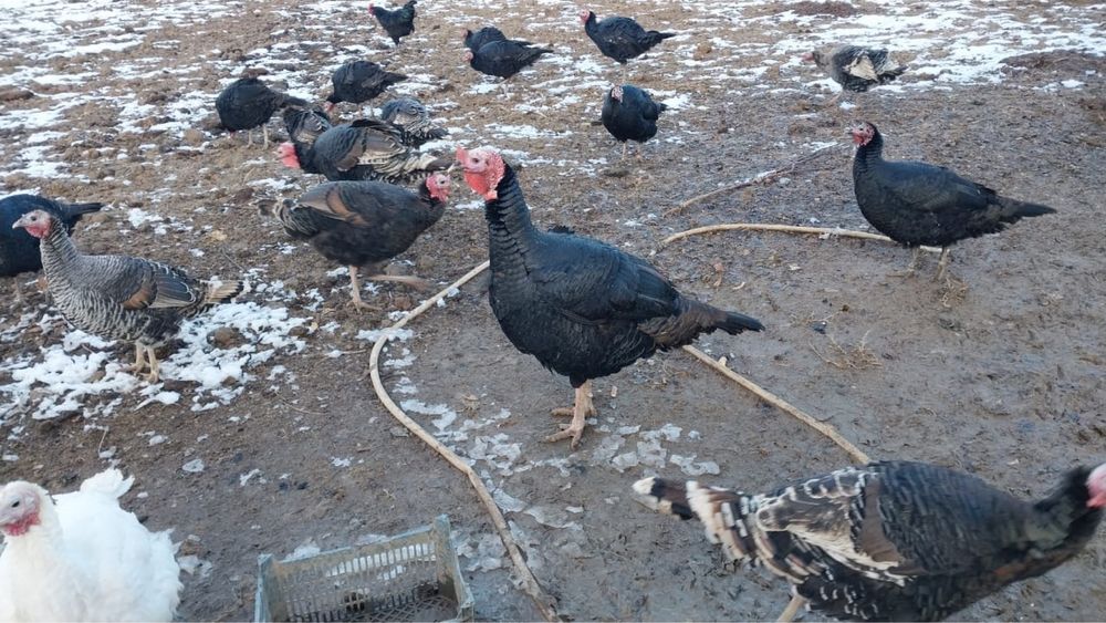 Гибрит Индюк сатылады