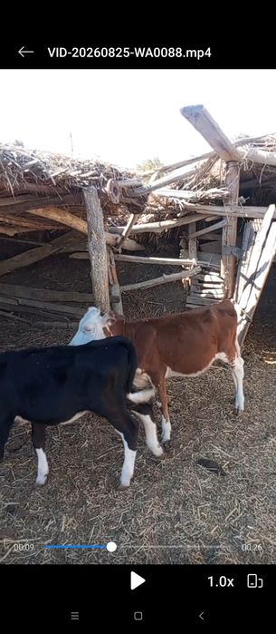 Бузау сатылады 6 айлык