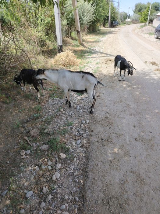 Ешкілер сатылады