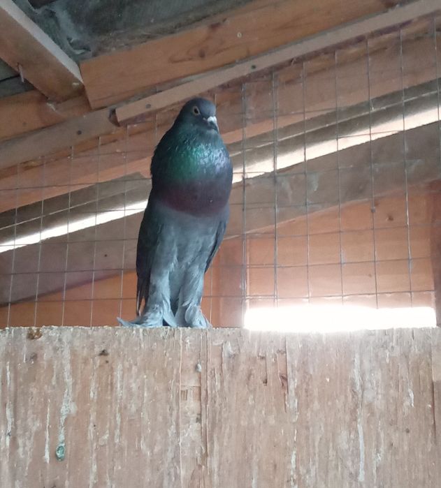 Голуби дутыши самцы кептер