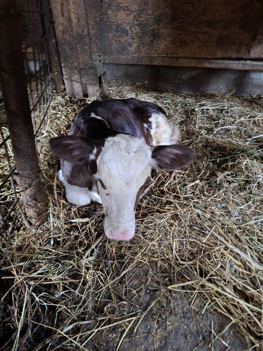 Vaca de lapte cu vițel lângă ea