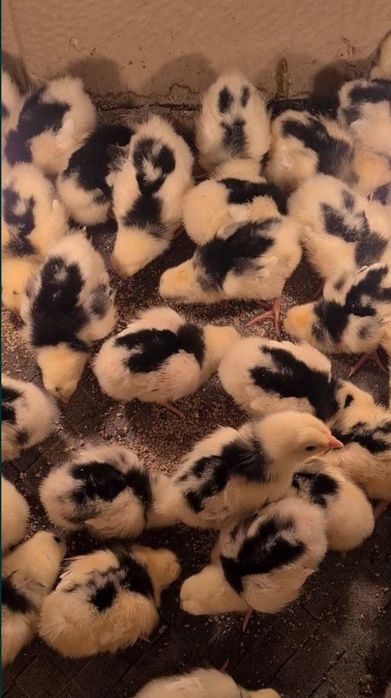 Балапандар сатылады 500тг