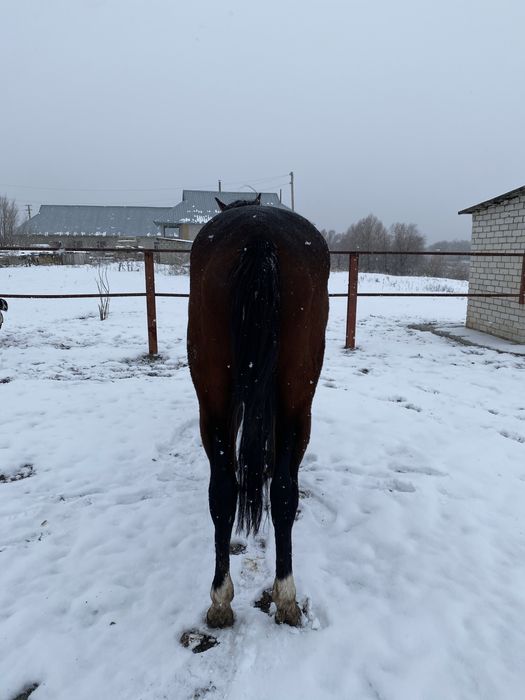 Чистокровный жеребец производитель