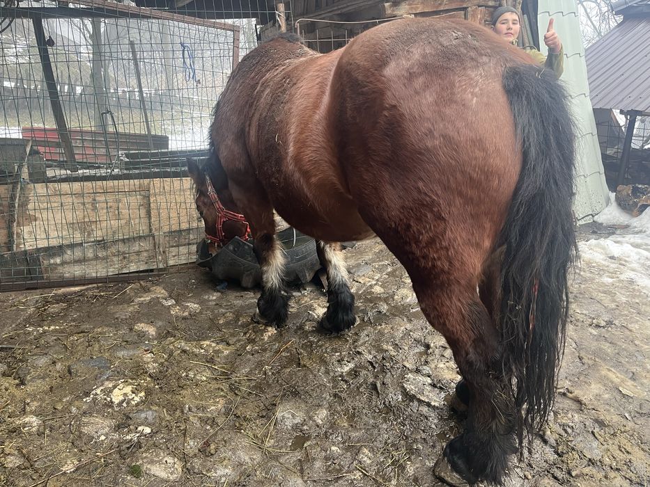 Iapa de vanzare  de 9 ani