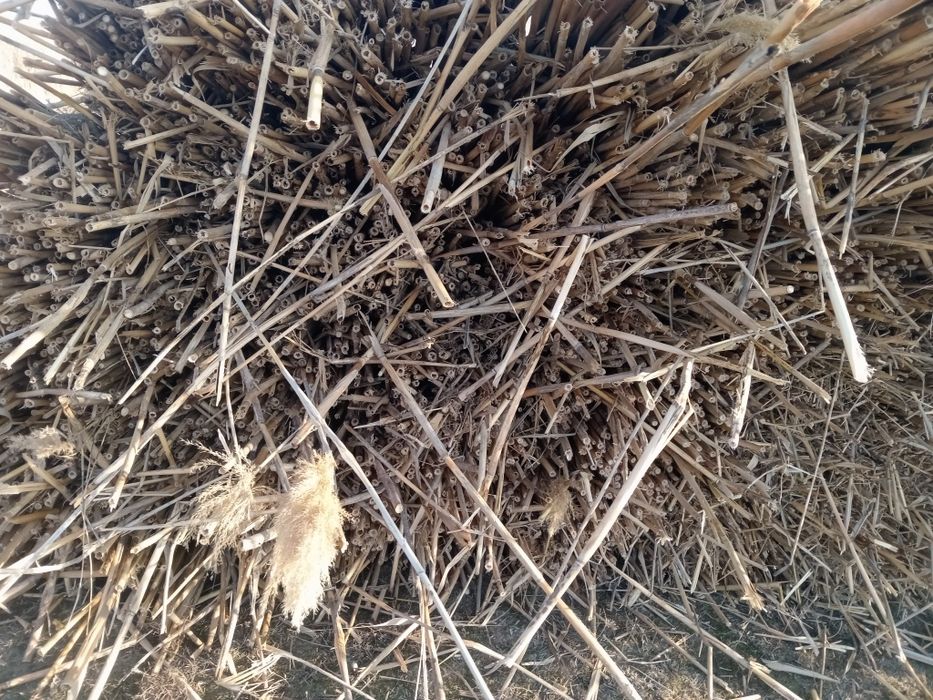 Қамыс. Құрылыс материалы