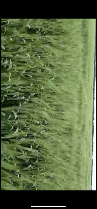 Семена ячменя, пшеница