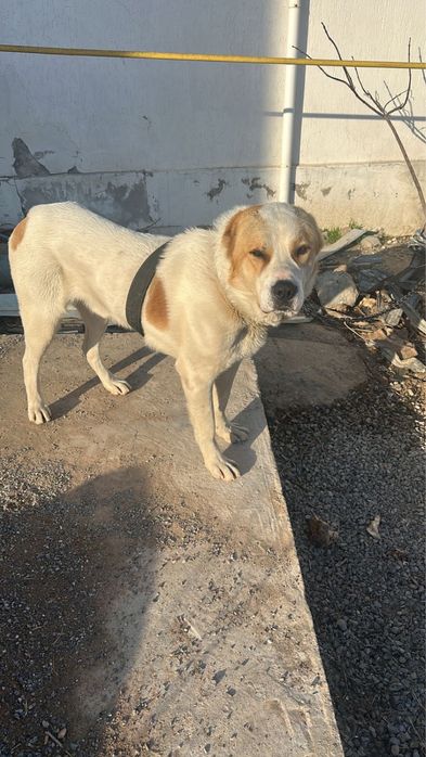 Алабай,Домашний,Умный