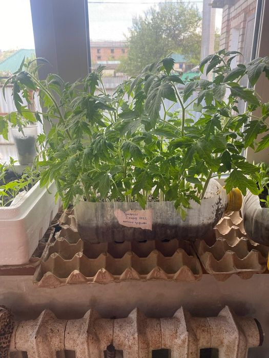 Продам рассаду помидор