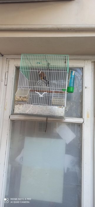 Sayroqi qushlar yillik