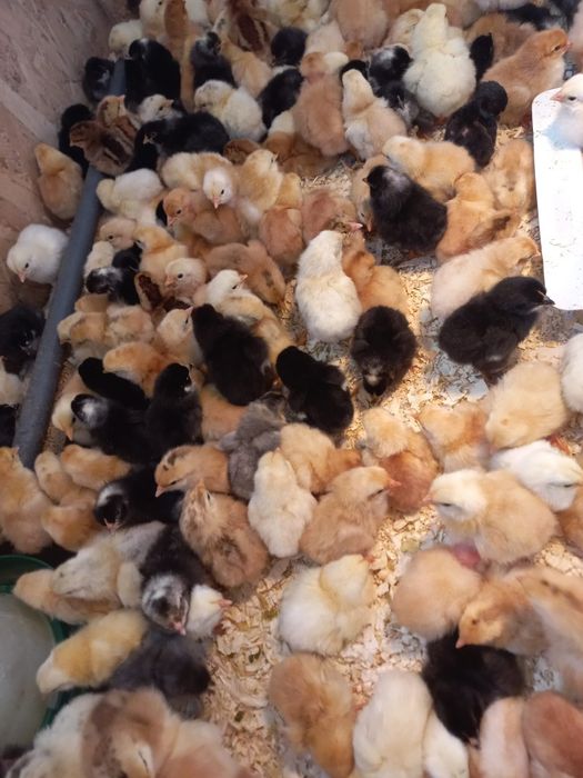 Vând pui de găină de o zi