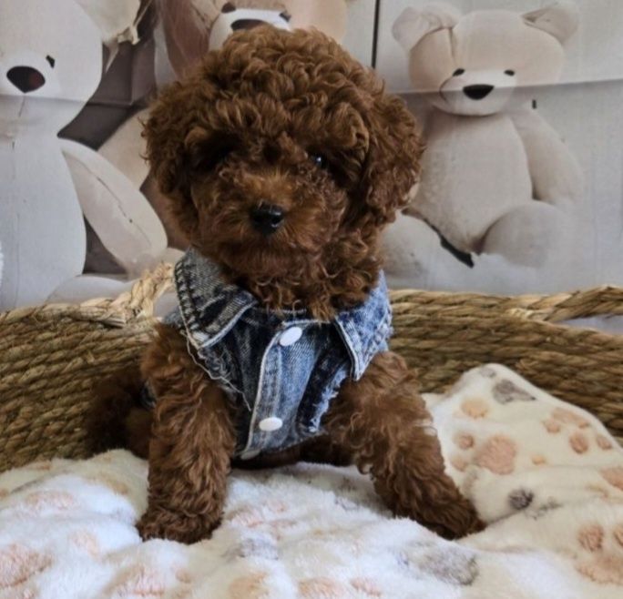 Пудел той Poodle toy генетични тестове на родитерите /родословие Момче