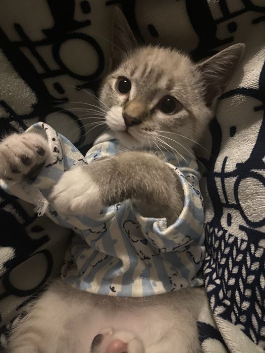 котенок 2 месяца