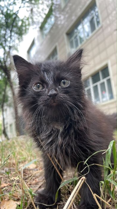 Черный Котенок мальчик в добрые руки