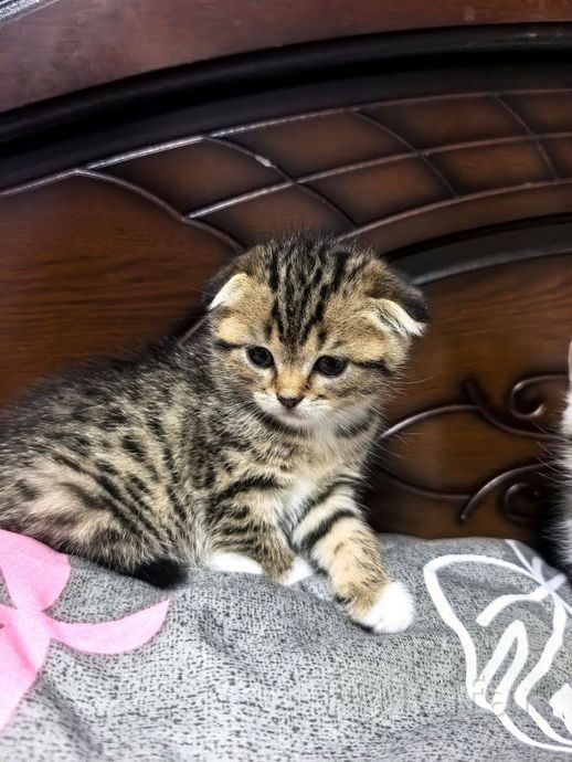 Шотландские котята