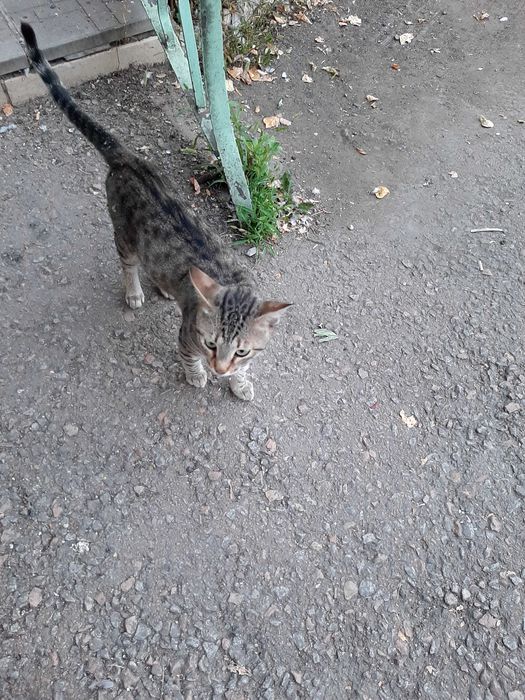 Отдам котика в добрые руки