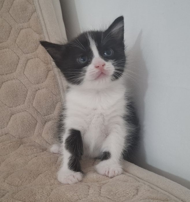 Отдадим котят в добрые руки бесплатно