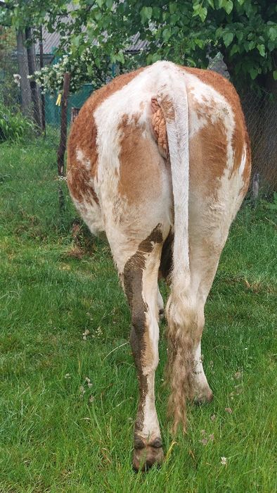 Vaca gestantă în 8 luni