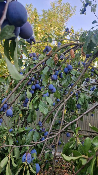 Dulceață de prune