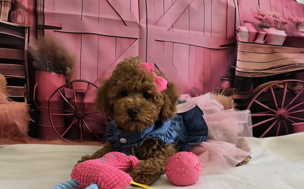 Пудел той/мини Poodle toy с родословие