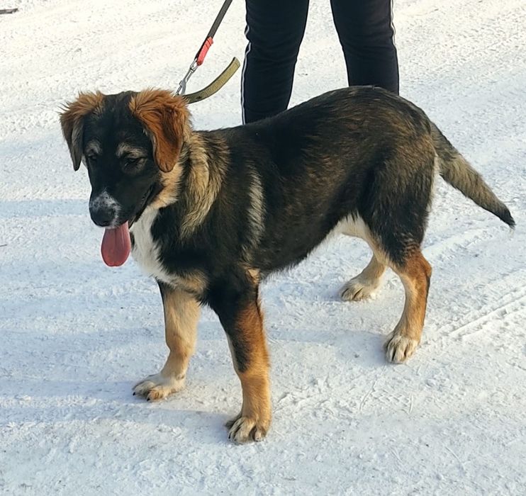 Очень нуждаются щенята в Вашей помощи