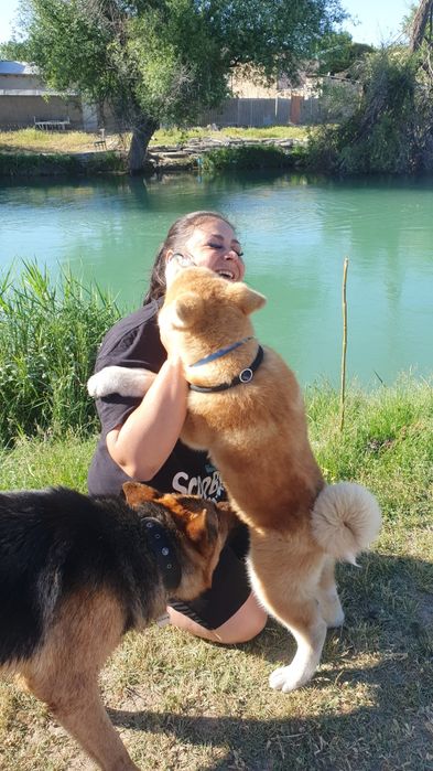 Воспитание вашего любимца