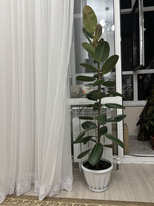 Продам фикус каучуконосый