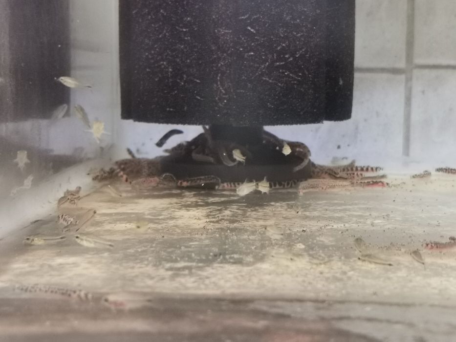 Kuhli loach sanitari