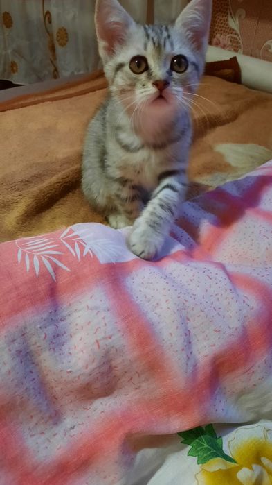 Котят Шатланских. СРОЧНО. Хорошая скидка в хорошие руки.