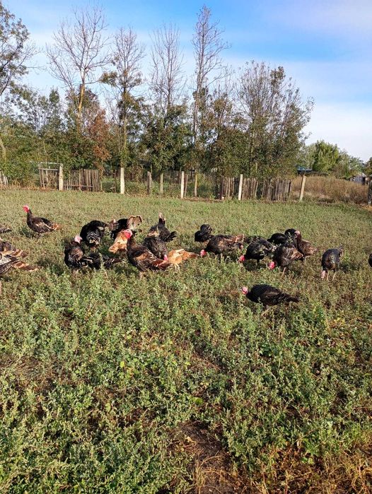 Vand curci din gospodarie, crescute natural, din anul acesta
