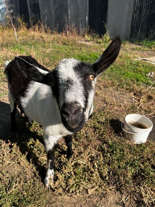 Продам Альпийскую козу