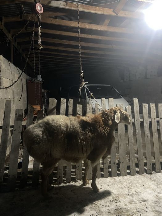 Гисар привезен Бишкека