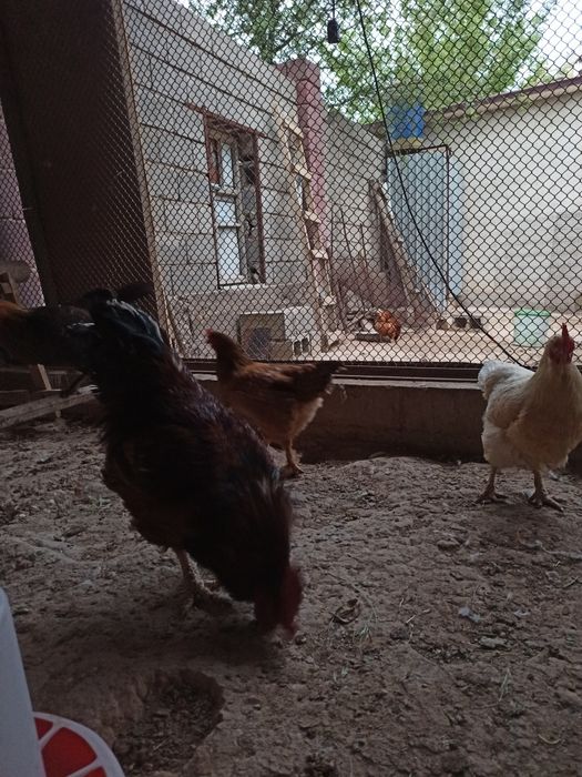 Қораз бен тауықтарды сатамын