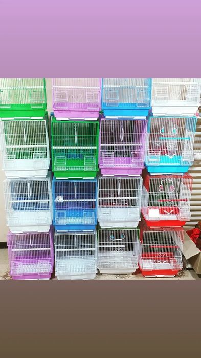 Попугаи волнистые в Шымкенте