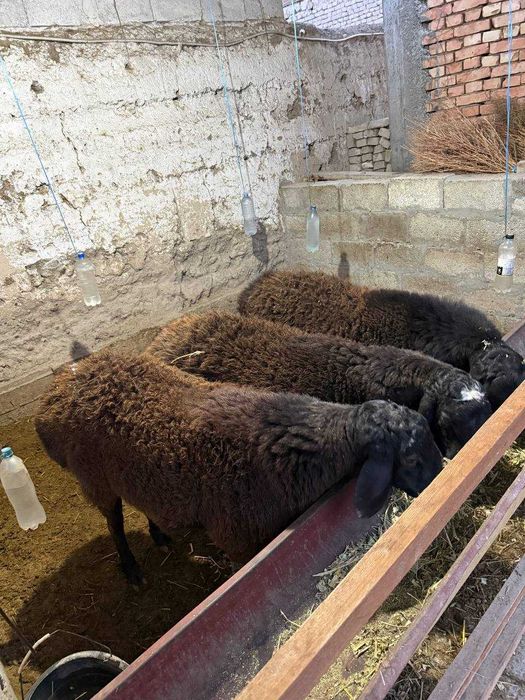 Zotdor sog'lom qo'ylar sotiladi.