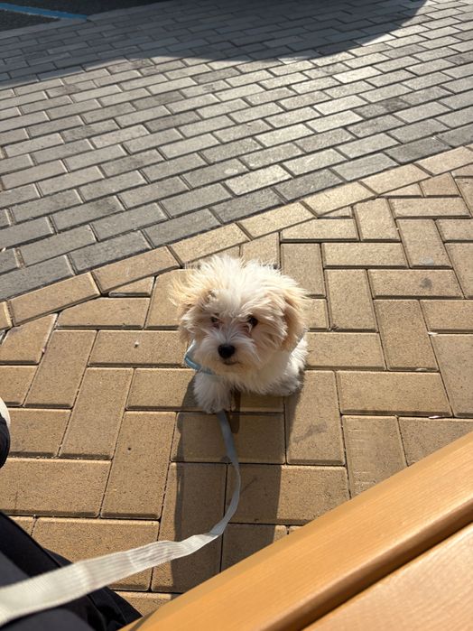 Мальтипу 5 мес 300000тг