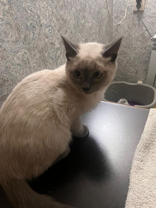 Котенок сиямский, девочка ищет хозяина