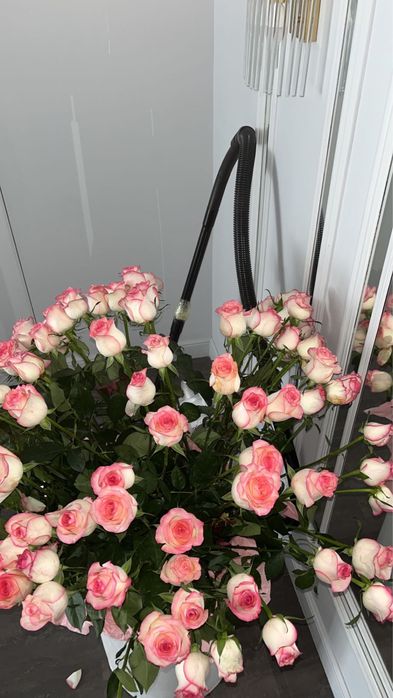 Роза 101 розового цвета