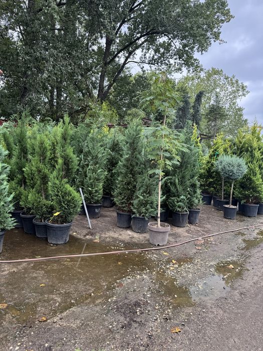 Plante decorative pentru gradina ta