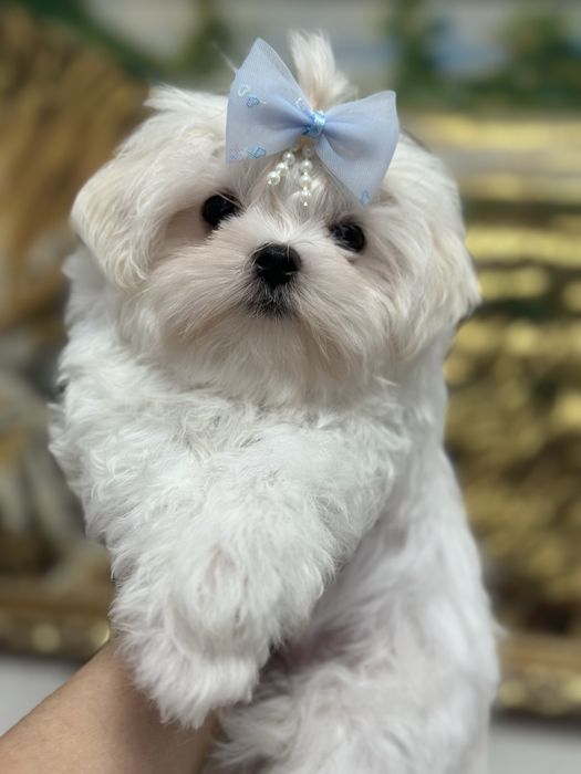 Кукольные малыши мальтезе