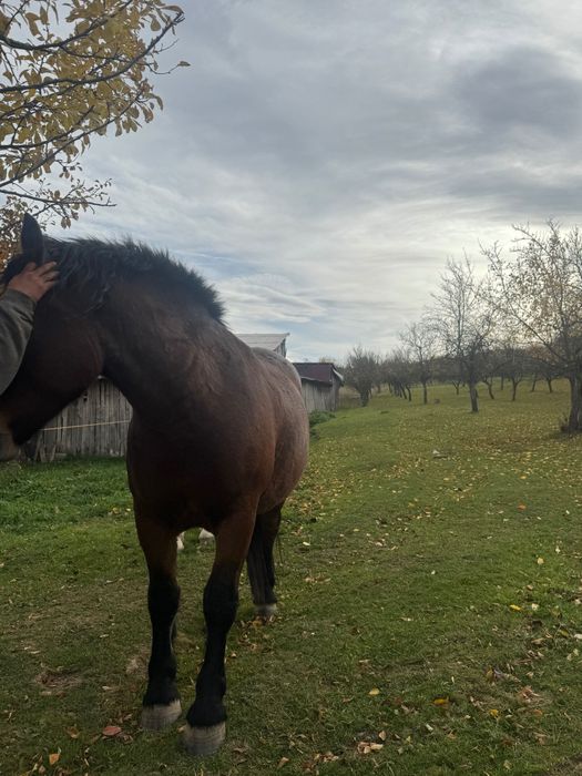 Se vând zare mânz de un 1 an și cal de 3 ani