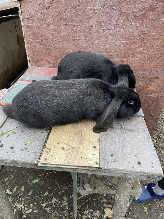 Iepure Berbec German (mascul) negru