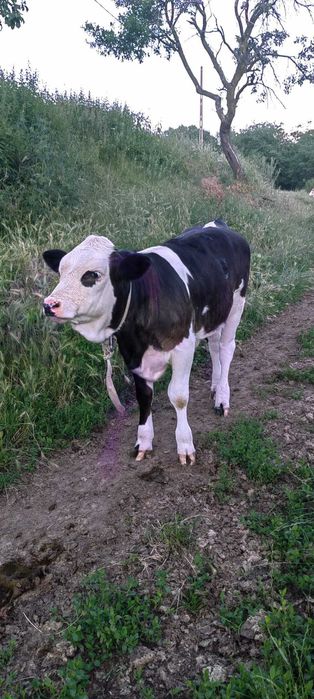 Vaca și juninca de vânzare