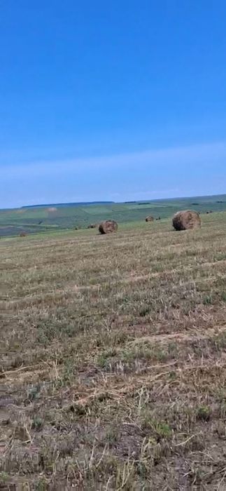 Vând baloți de lucernă