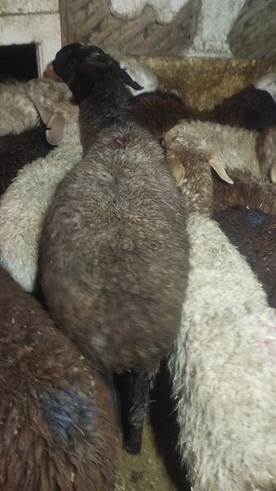 Кой  Бараны  кои  баран  Алматы